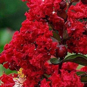 Meet your Posher, Pansy